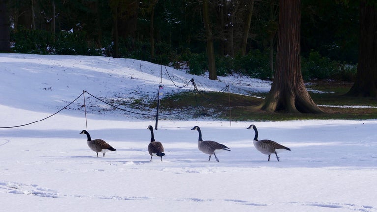 Four geese walking across a snow covered area at Claremont Landscape Garden